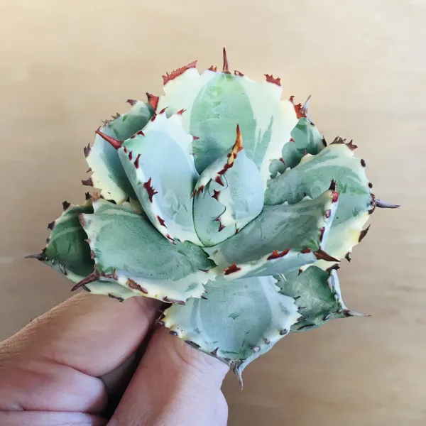 1 王妃甲蟹錦 厚葉 コンパクタ アガベ Agave isthmensis ‘Ohi Kabutogani’ f. variegata - 画像 2