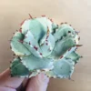 1 王妃甲蟹錦 厚葉 コンパクタ アガベ Agave isthmensis ‘Ohi Kabutogani’ f. variegata