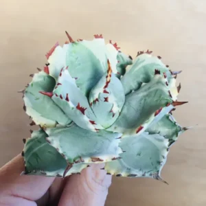 1 王妃甲蟹錦 厚葉 コンパクタ アガベ Agave isthmensis ‘Ohi Kabutogani’ f. variegata