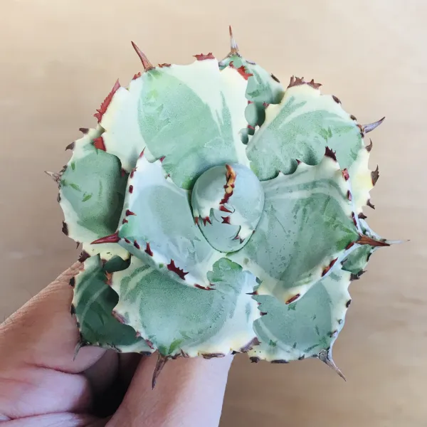 1 王妃甲蟹錦 厚葉 コンパクタ アガベ Agave isthmensis ‘Ohi Kabutogani’ f. variegata - 画像 4