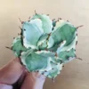 2 王妃甲蟹錦 厚葉 コンパクタ アガベ Agave isthmensis ‘Ohi Kabutogani’ f. variegata