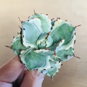 2 王妃甲蟹錦 厚葉 コンパクタ アガベ Agave isthmensis ‘Ohi Kabutogani’ f. variegata