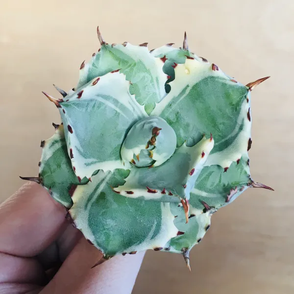 2 王妃甲蟹錦 厚葉 コンパクタ アガベ Agave isthmensis ‘Ohi Kabutogani’ f. variegata - 画像 2