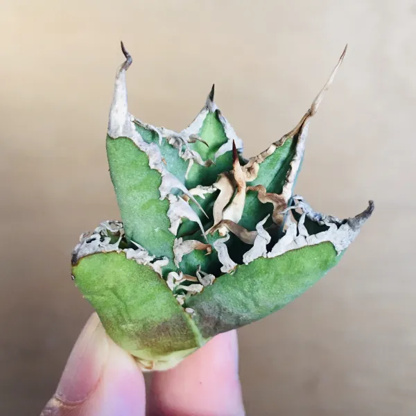 1 陽炎凱撒 肉厚短葉ボールタイプ 極上白強棘 アガベ チタノタ シーザー Agave titanota ‘Caesar’ - 画像 2