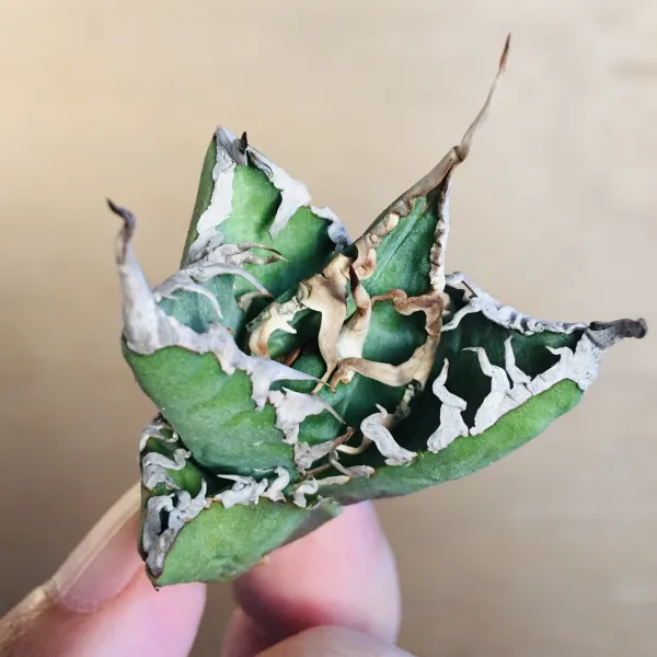 1 陽炎凱撒 肉厚短葉ボールタイプ 極上白強棘 アガベ チタノタ シーザー Agave titanota ‘Caesar’ - 画像 3