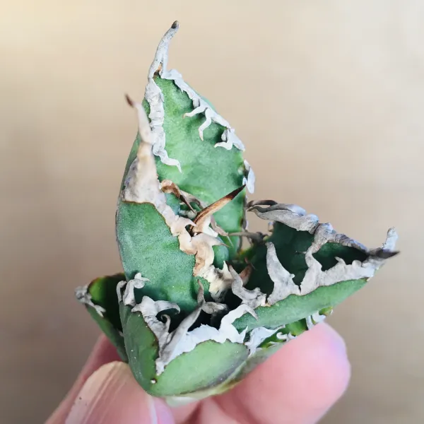 1 陽炎凱撒 肉厚短葉ボールタイプ 極上白強棘 アガベ チタノタ シーザー Agave titanota ‘Caesar’ - 画像 4