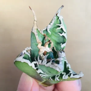 1 陽炎凱撒 肉厚短葉ボールタイプ 極上白強棘 アガベ チタノタ シーザー Agave titanota 'Caesar'