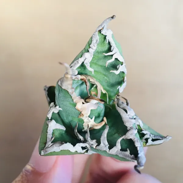 1 陽炎凱撒 肉厚短葉ボールタイプ 極上白強棘 アガベ チタノタ シーザー Agave titanota ‘Caesar’ - 画像 5