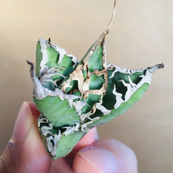 1 陽炎凱撒 肉厚短葉ボールタイプ 極上白強棘 アガベ チタノタ シーザー Agave titanota ‘Caesar’ - 画像 6