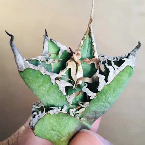 1 陽炎凱撒 肉厚短葉ボールタイプ 極上白強棘 アガベ チタノタ シーザー Agave titanota ‘Caesar’ - 画像 7