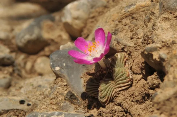 紅籠（Aztekium valdezii）