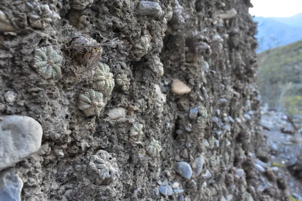 アズテキウム原生地