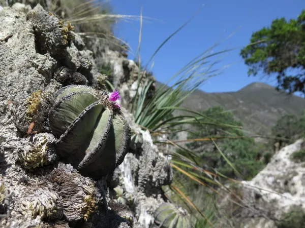 アズテキウム・リッテリ（花籠）が自生している場所