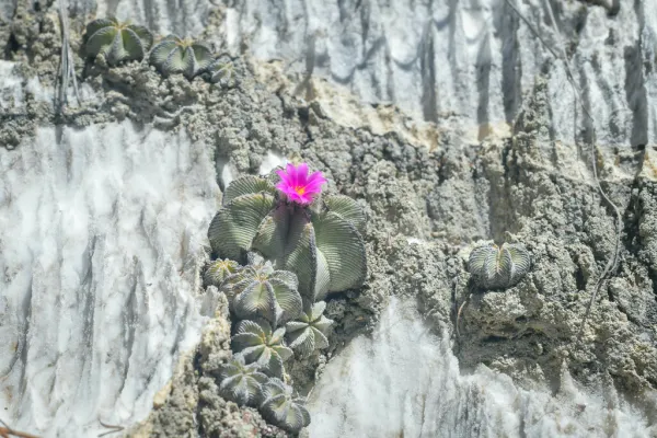 アズテキウム属の花