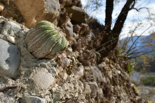 アズテキウム属の花