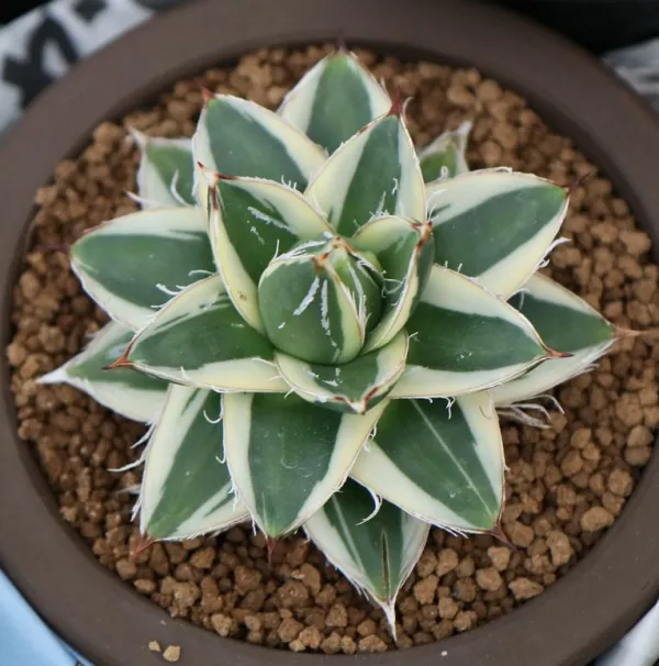 アガベ フィリフェラ ピンキー 笹の雪 A型 錦 Agave filifera var. compacta ‘Pinky’