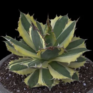 アガベ チタノタ スナグルトゥース Agave Titanota "Snaggle Tooth"