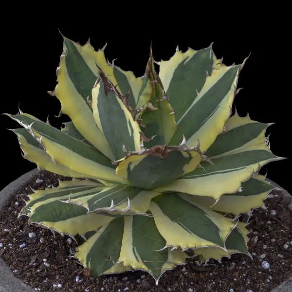 アガベ チタノタ スナグルトゥース Agave Titanota "Snaggle Tooth"