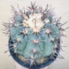 コアウイラ産 太平丸 雷帝 サボテン エキノカクタス Echinocactus horizonthalonius 'Raitei'