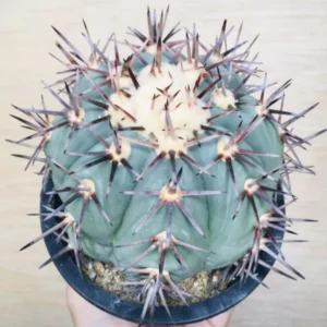 コアウイラ産 太平丸 雷帝 サボテン エキノカクタス Echinocactus horizonthalonius 'Raitei'