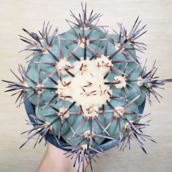 コアウイラ産 太平丸 雷帝 サボテン エキノカクタス Echinocactus horizonthalonius 'Raitei' - 画像 2