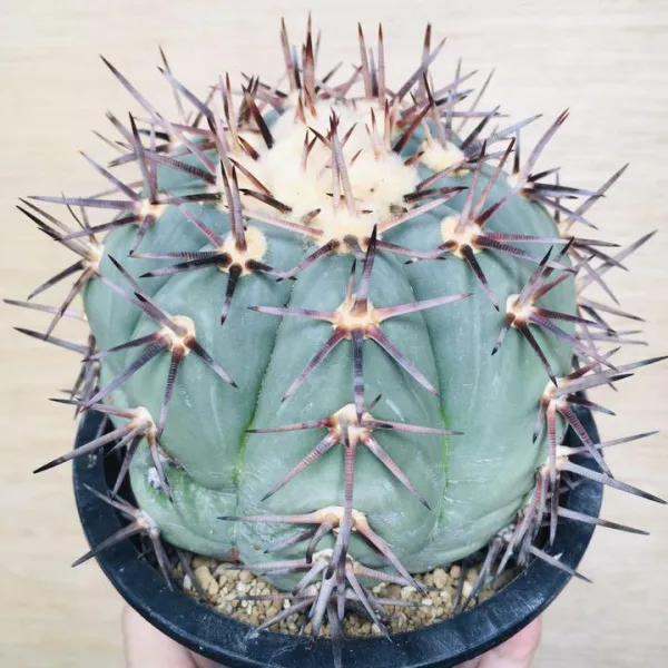 コアウイラ産 太平丸 雷帝 サボテン エキノカクタス Echinocactus horizonthalonius 'Raitei' - 画像 3