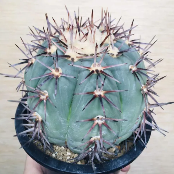 コアウイラ産 太平丸 雷帝 サボテン エキノカクタス Echinocactus horizonthalonius 'Raitei' - 画像 4
