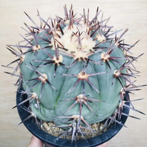 コアウイラ産 太平丸 雷帝 サボテン エキノカクタス Echinocactus horizonthalonius 'Raitei' - 画像 5