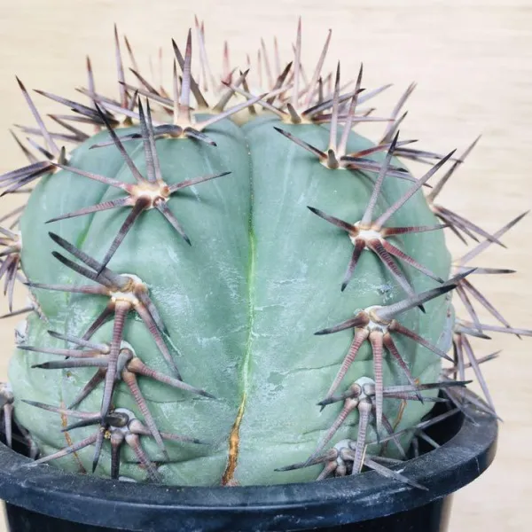 コアウイラ産 太平丸 雷帝 サボテン エキノカクタス Echinocactus horizonthalonius 'Raitei' - 画像 6