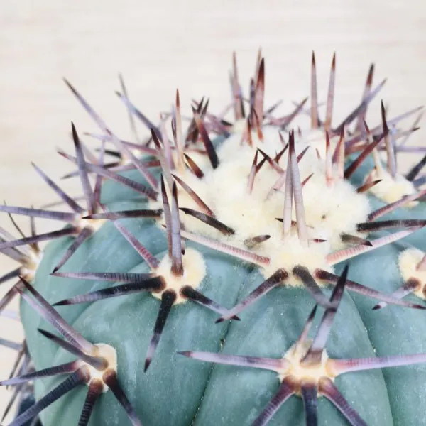コアウイラ産 太平丸 雷帝 サボテン エキノカクタス Echinocactus horizonthalonius 'Raitei' - 画像 7
