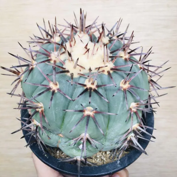 コアウイラ産 太平丸 雷帝 サボテン エキノカクタス Echinocactus horizonthalonius 'Raitei' - 画像 8
