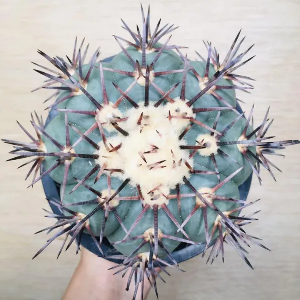 コアウイラ産 太平丸 雷帝 サボテン エキノカクタス Echinocactus horizonthalonius 'Raitei' - 画像 10
