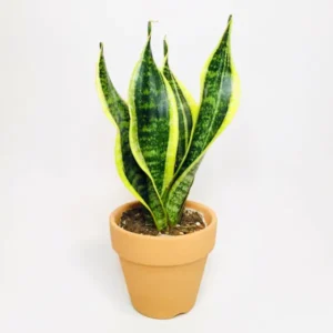 サンスベリア ローレンティー 幅広葉タイプ Sansevieria trifasciata 'Laurentii'