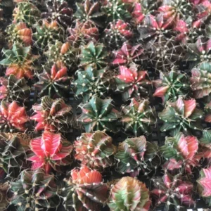 【レア稀少】翠晃牡丹錦 × LB2178錦 hyb 極上多色斑 実生 サボテン ギムノカリキウム 緋牡丹錦 翠晃冠錦 LB2178錦