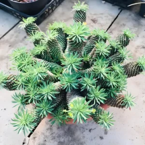 蘇鉄麒麟 （鉄甲丸×鱗宝）×鉄甲丸 ユーフォルビア Euphorbia Sotetsukirin