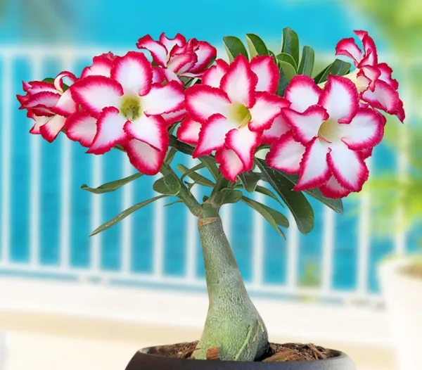 Adenium obesum