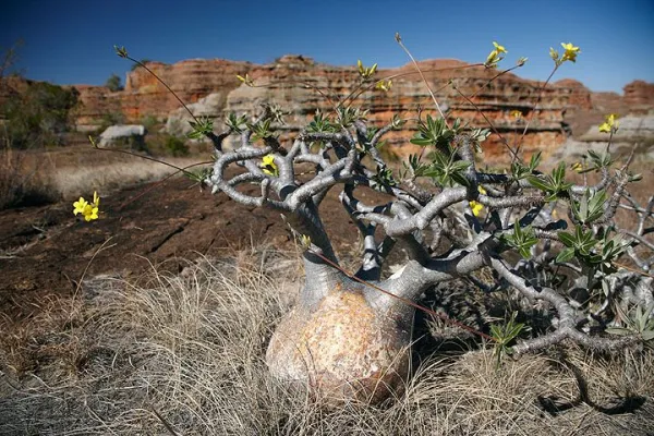 Pachypodium gracilius