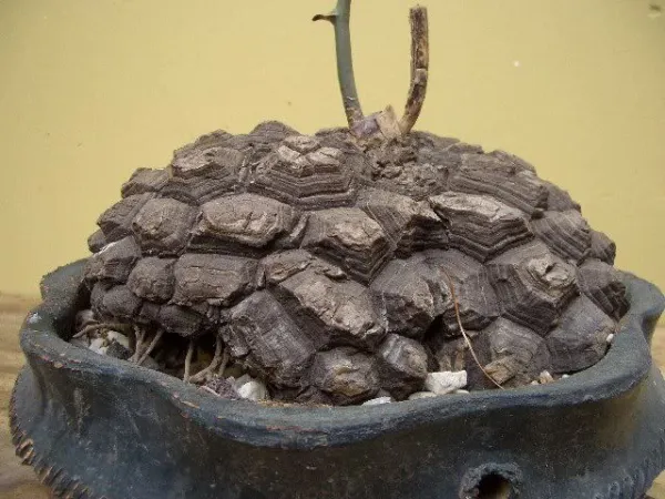 Dioscorea elephantipes