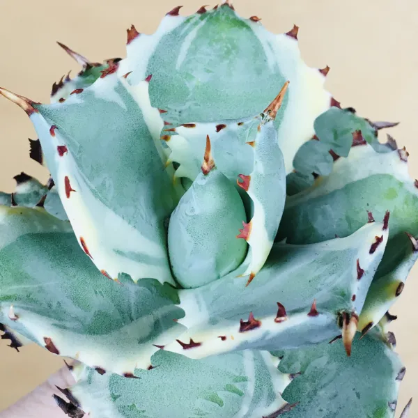 5 王妃甲蟹錦 厚葉 コンパクタ アガベ Agave isthmensis ‘Ohi Kabutogani’ f. variegata - 画像 5