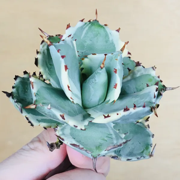 5 王妃甲蟹錦 厚葉 コンパクタ アガベ Agave isthmensis ‘Ohi Kabutogani’ f. variegata - 画像 4