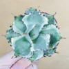 5 王妃甲蟹錦 厚葉 コンパクタ アガベ Agave isthmensis ‘Ohi Kabutogani’ f. variegata