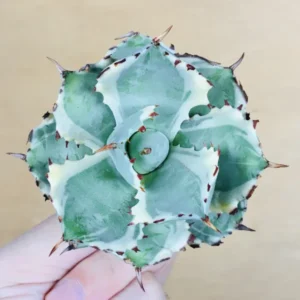 5 王妃甲蟹錦 厚葉 コンパクタ アガベ Agave isthmensis ‘Ohi Kabutogani’ f. variegata