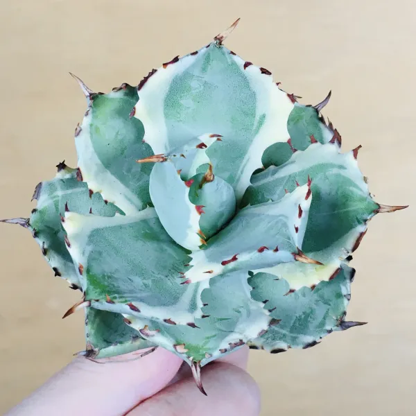 5 王妃甲蟹錦 厚葉 コンパクタ アガベ Agave isthmensis ‘Ohi Kabutogani’ f. variegata - 画像 2