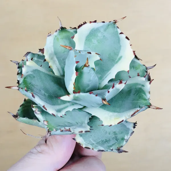 5 王妃甲蟹錦 厚葉 コンパクタ アガベ Agave isthmensis ‘Ohi Kabutogani’ f. variegata - 画像 3