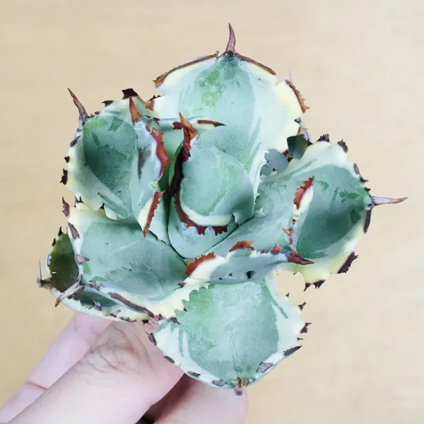 4 王妃甲蟹錦 厚葉 コンパクタ アガベ Agave isthmensis ‘Ohi Kabutogani’ f. variegata - 画像 2