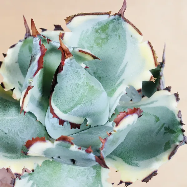 4 王妃甲蟹錦 厚葉 コンパクタ アガベ Agave isthmensis ‘Ohi Kabutogani’ f. variegata - 画像 4