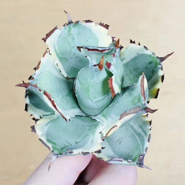 4 王妃甲蟹錦 厚葉 コンパクタ アガベ Agave isthmensis ‘Ohi Kabutogani’ f. variegata - 画像 3