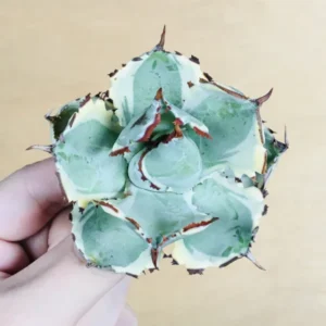 4 王妃甲蟹錦 厚葉 コンパクタ アガベ Agave isthmensis ‘Ohi Kabutogani’ f. variegata