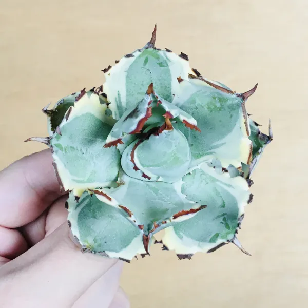 4 王妃甲蟹錦 厚葉 コンパクタ アガベ Agave isthmensis ‘Ohi Kabutogani’ f. variegata