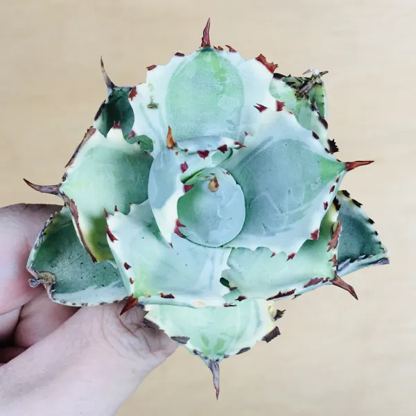 3 王妃甲蟹錦 厚葉 コンパクタ アガベ Agave isthmensis ‘Ohi Kabutogani’ f. variegata - 画像 2